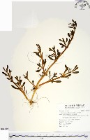 海馬齒藏品圖，第1張