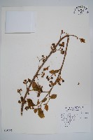 破布子藏品圖，第1張