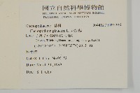 灰綠藜藏品圖，第2張