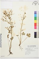 石龍芮藏品圖，第1張