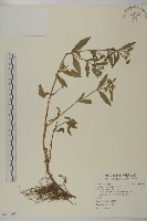 鱧腸藏品圖，第1張