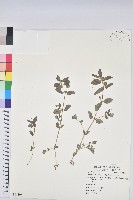小苦瓜藏品圖，第3張