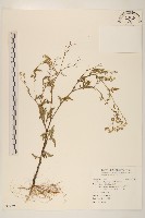 銀膠菊藏品圖，第1張