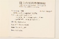 銀膠菊藏品圖，第2張