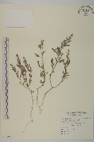 小葉藜藏品圖，第1張