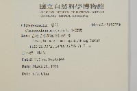 小葉藜藏品圖，第2張
