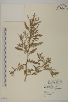 小葉藜藏品圖，第1張
