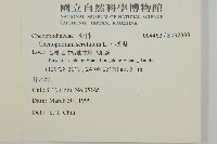 小葉藜藏品圖，第2張