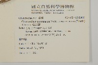 變葉藜藏品圖，第2張