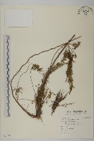 茵蔯蒿藏品圖，第1張