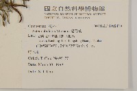 掃帚菊藏品圖，第2張
