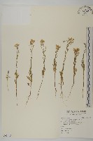 加拿大蓬藏品圖，第1張