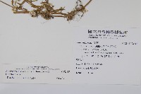 蓮子草藏品圖，第2張