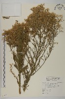 加拿大蓬藏品圖，第1張