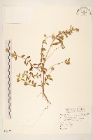 天蓬草舅藏品圖，第1張