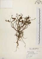 毛馬齒莧藏品圖，第1張