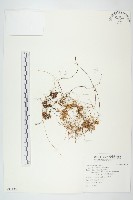 菟絲子藏品圖，第1張