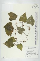 黑果馬交兒藏品圖，第1張