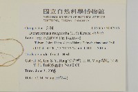 茯苓菜藏品圖，第2張