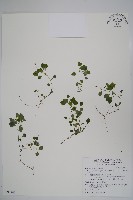 山桔梗藏品圖，第1張