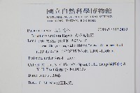 紫花鳳仙花藏品圖，第2張