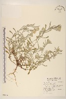 絲綿草藏品圖，第1張