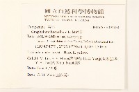 絲綿草藏品圖，第2張