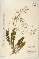 刀傷草藏品圖，第1張