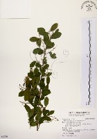 灰木藏品圖，第1張