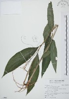 山月桃藏品圖，第1張