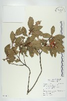 杜英、山杜英、蘭嶼杜英藏品圖，第1張