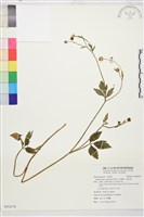 水辣菜、禺毛茛藏品圖，第1張