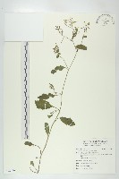 葶藶藏品圖，第1張