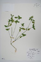 爵床藏品圖，第1張