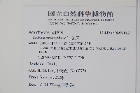 爵床藏品圖，第2張