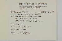 小葉欖仁藏品圖，第2張