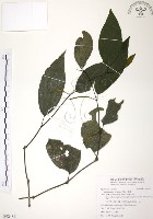 風藤藏品圖，第1張