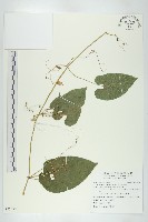 斑花青牛膽藏品圖，第1張