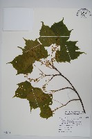 臺灣紅榨槭藏品圖，第1張