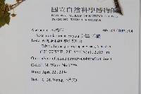 臺灣紅榨槭藏品圖，第2張