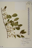 光果南蛇藤藏品圖，第1張