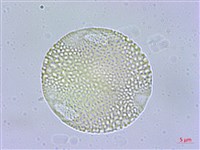 光果南蛇藤藏品圖，第2張