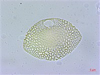 光果南蛇藤藏品圖，第3張