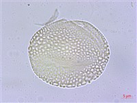 光果南蛇藤藏品圖，第4張