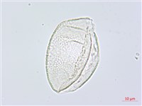 阿里山假寶鐸花藏品圖，第1張