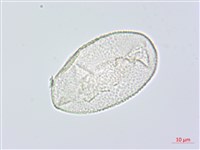 阿里山假寶鐸花藏品圖，第3張