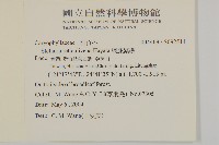 網脈繁縷藏品圖，第2張