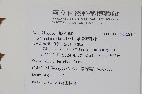 硬齒獼猴桃藏品圖，第2張