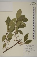 光果南蛇藤藏品圖，第1張