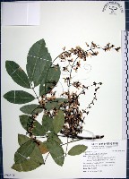 疏花魚藤藏品圖，第1張